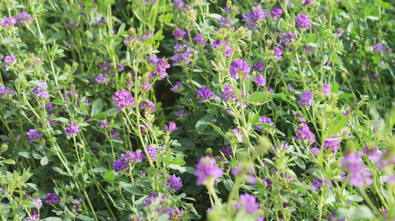 Mor çiçekli yonca bitkileri ile kaplı bir alanın bir bölümü