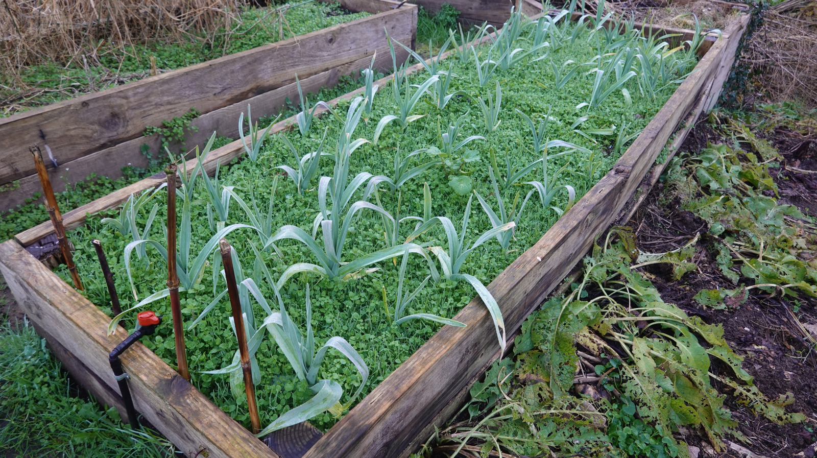 Bahçedeki sinir bozucu yabani otları engelleyen güzel çiçekli kapak mahsulü