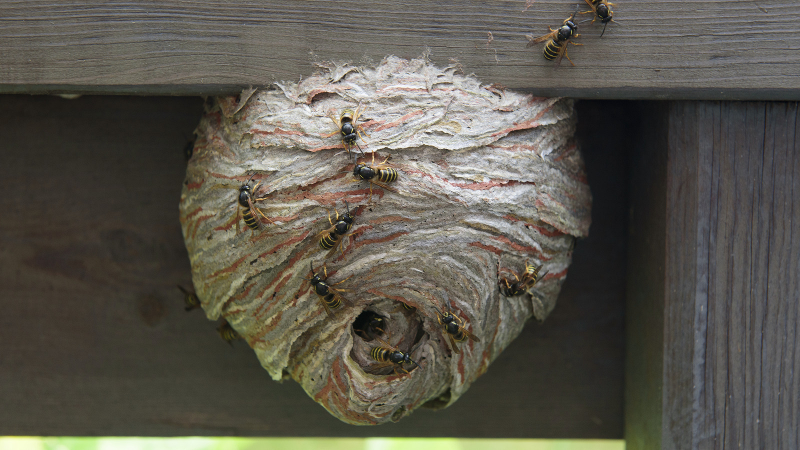 Bu Wasp-Solling Tiktok Hack kötü bir fikir: İşte bu yüzden asla denememelisin