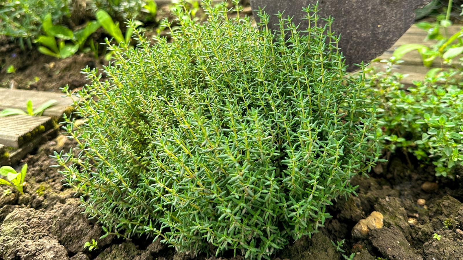 Büyüyen kekik mi? İşte bu yüzden toprağa çakıl eklemeyi düşünmelisiniz