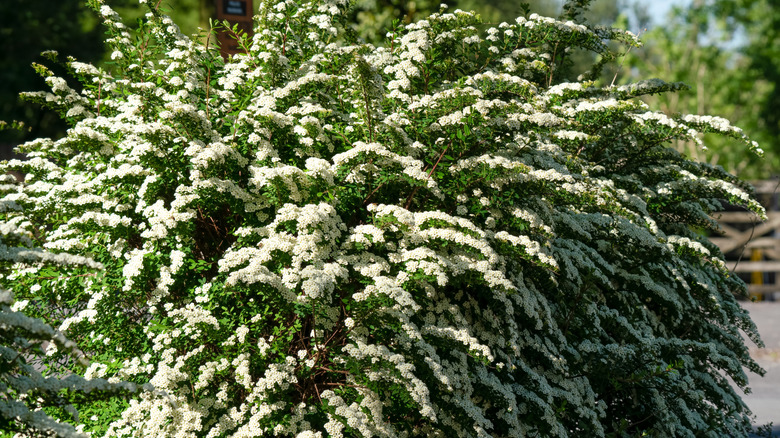 Tamamen beyaz çiçeklerle kaplı kemerli dallarını gösteren güzel bir karla bir spilia