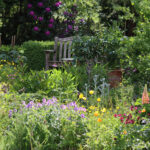 Çiçek yataklarını pratik olarak kendine bakan ısıya toleranslı bir çiçekle dönüştürün