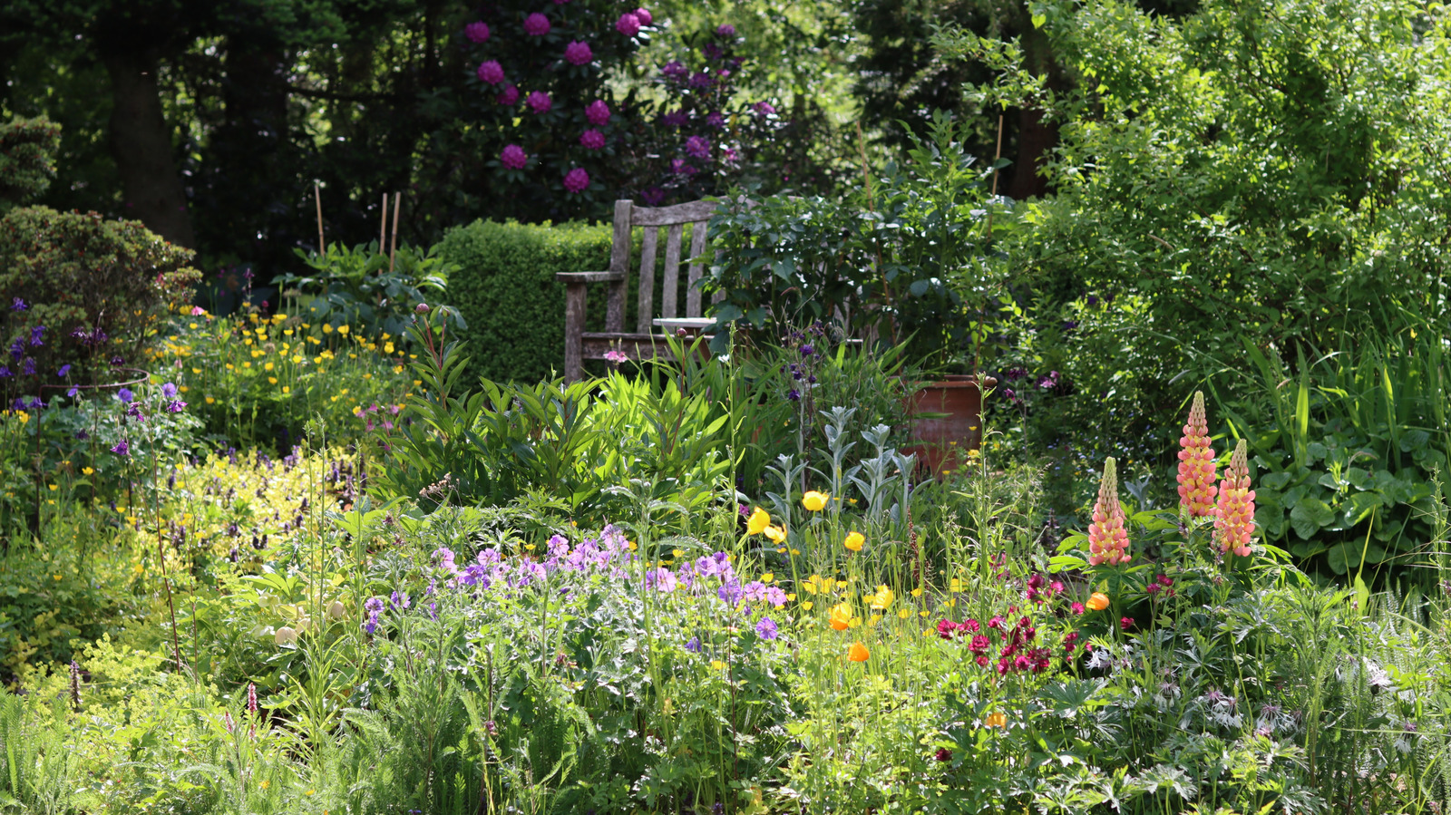 Çiçek yataklarını pratik olarak kendine bakan ısıya toleranslı bir çiçekle dönüştürün