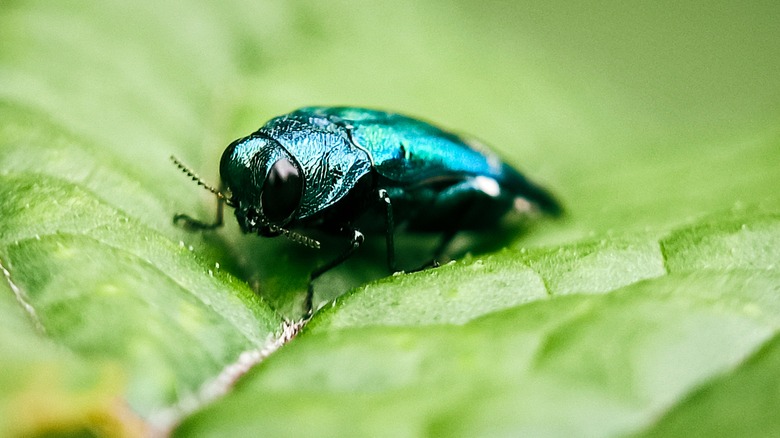 Yeşil bir yaprak üzerinde parlak bir yeşil zümrüt kül deliği böceğinin kapatılması.