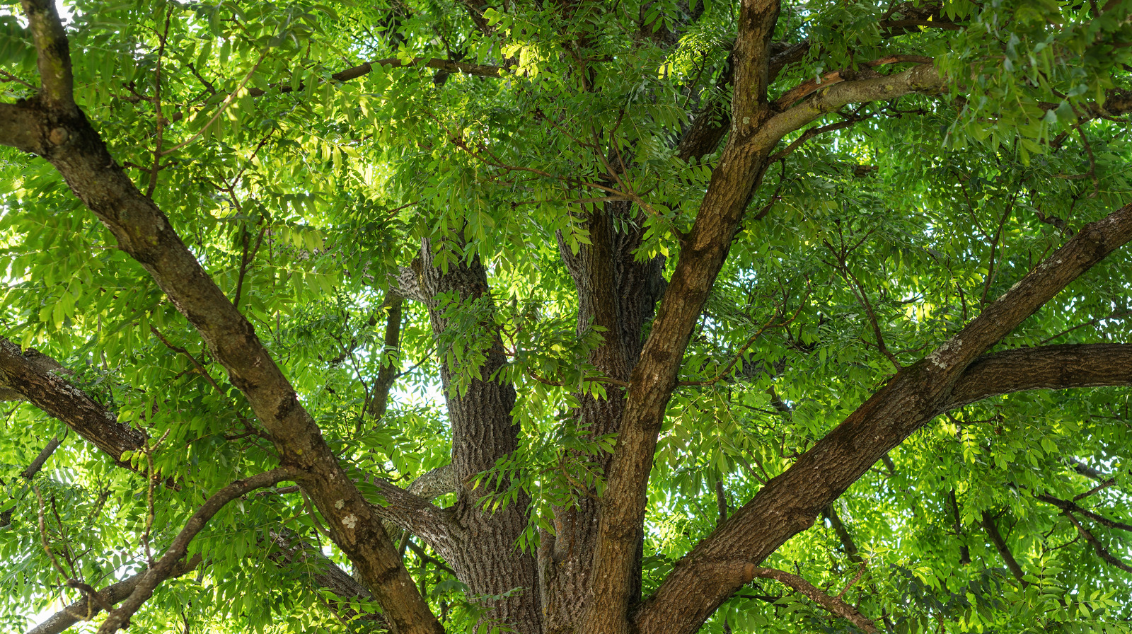 Güney Carolina'da ağaçlara saldıran istilacı haşere
