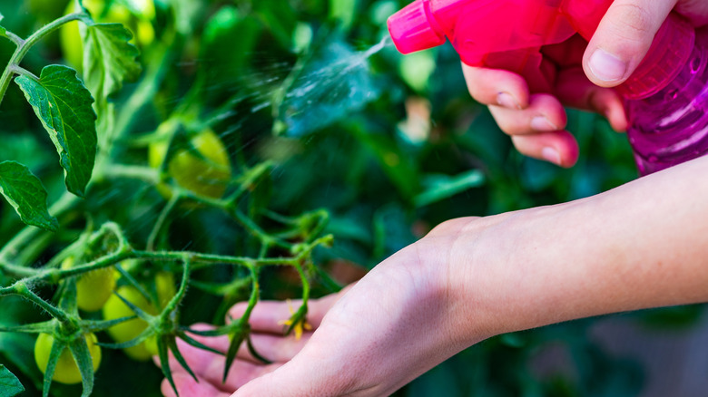 El tutma sprey şişesi ve domates bitkileri püskürtme