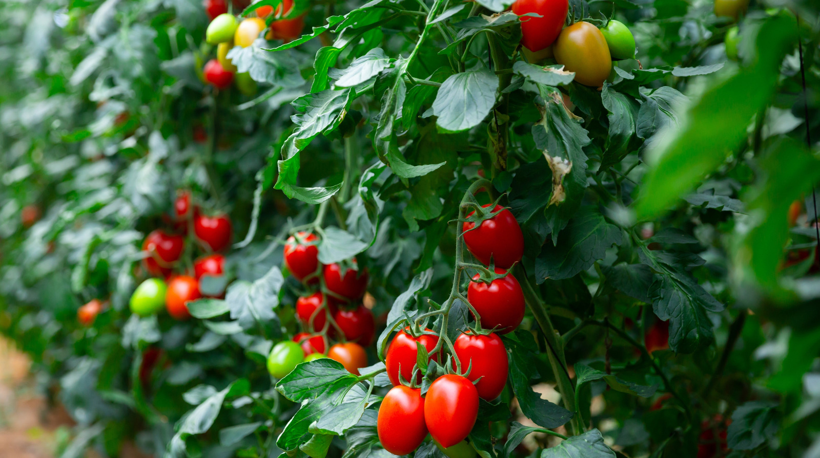 Domates bitkileriniz, ortak bir banyo esasıyla gelişecek