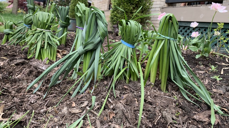 Daffodil bir araya getirilir.