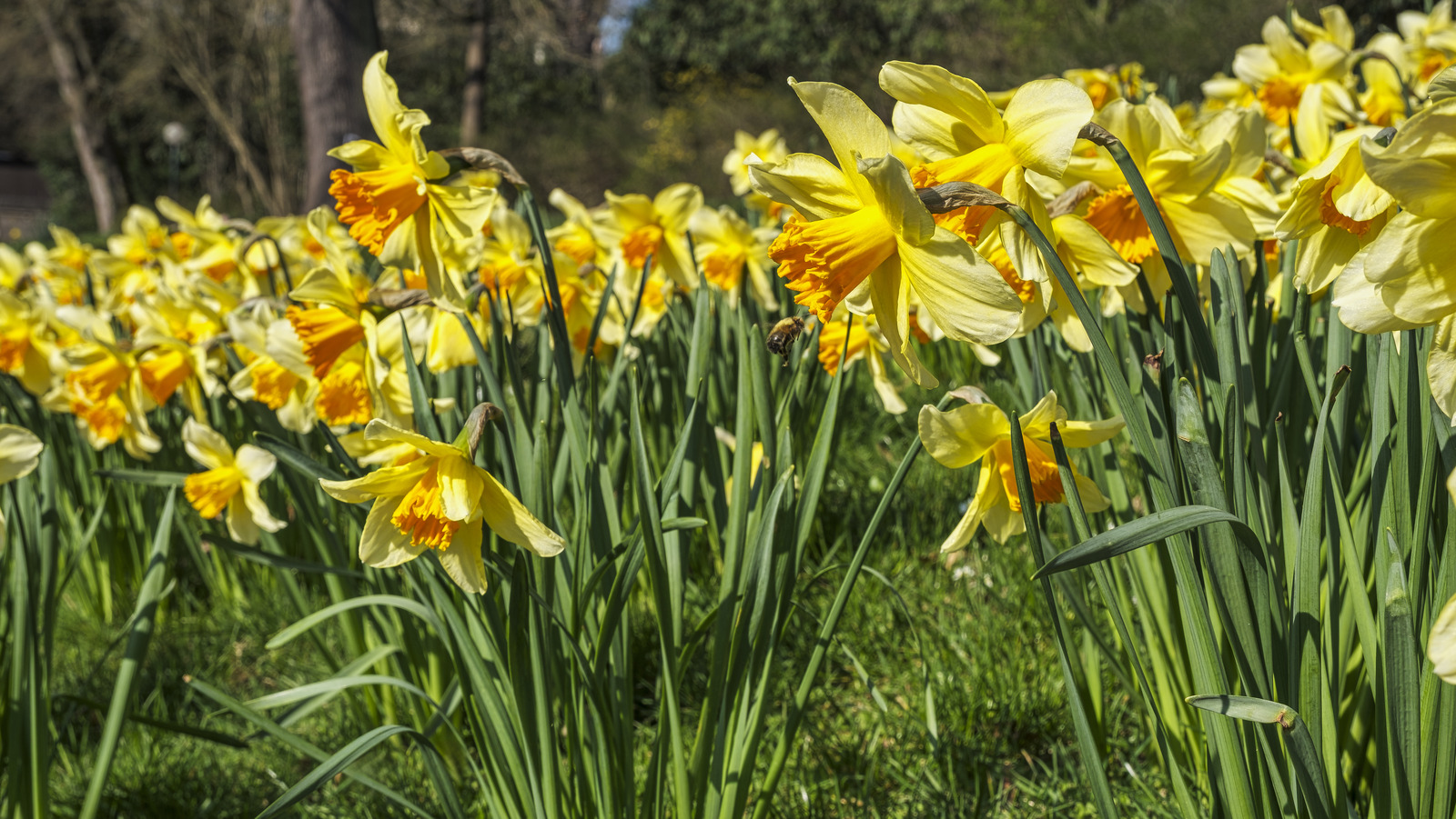 Çiçek açmayı bıraktıktan sonra nergislerle asla yapmalısınız?