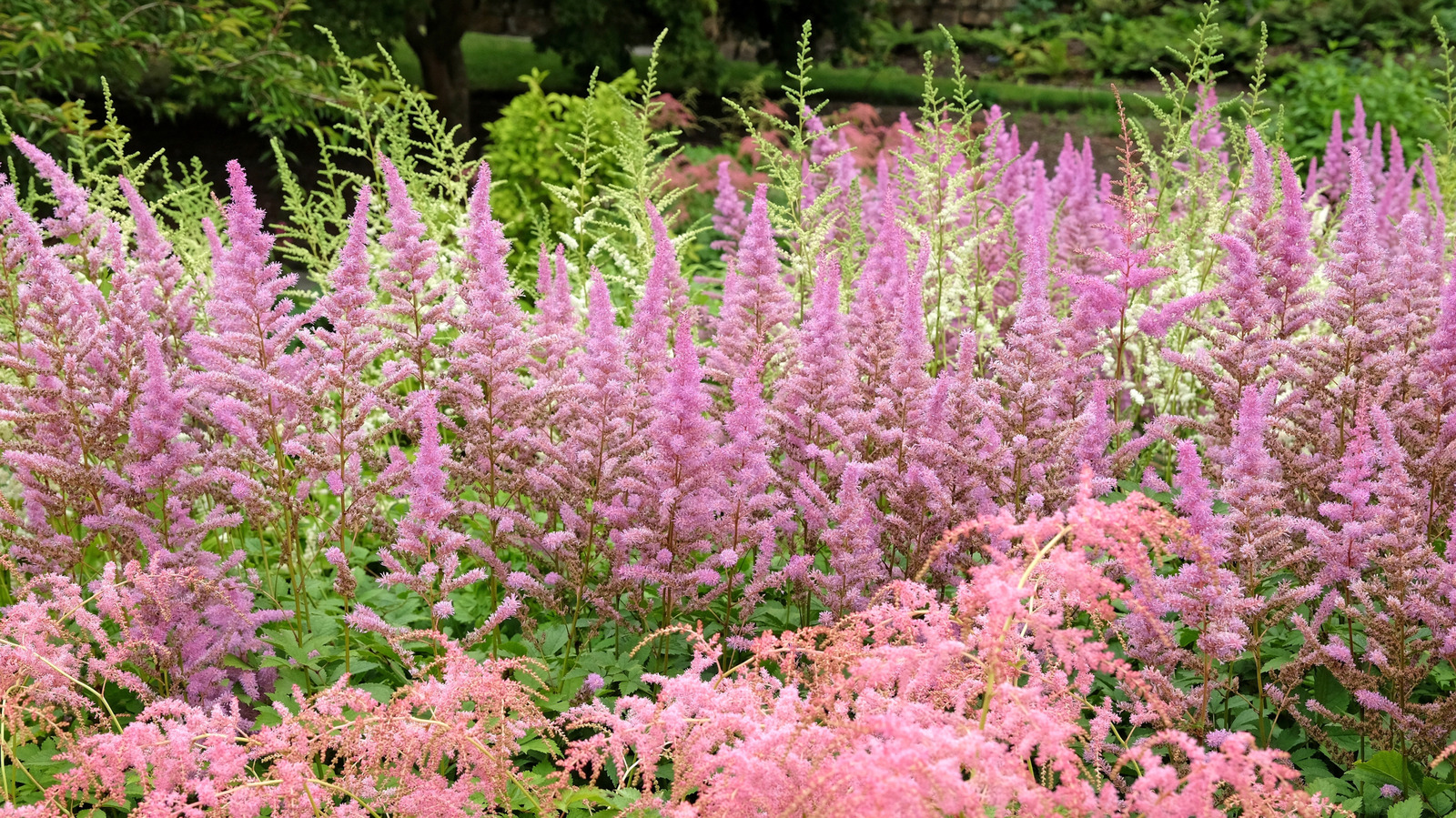 Neden astilbleriniz gelişmiyor ve profesyonel bahçıvanımızdan gelişmelerine yardımcı olacak ipuçları