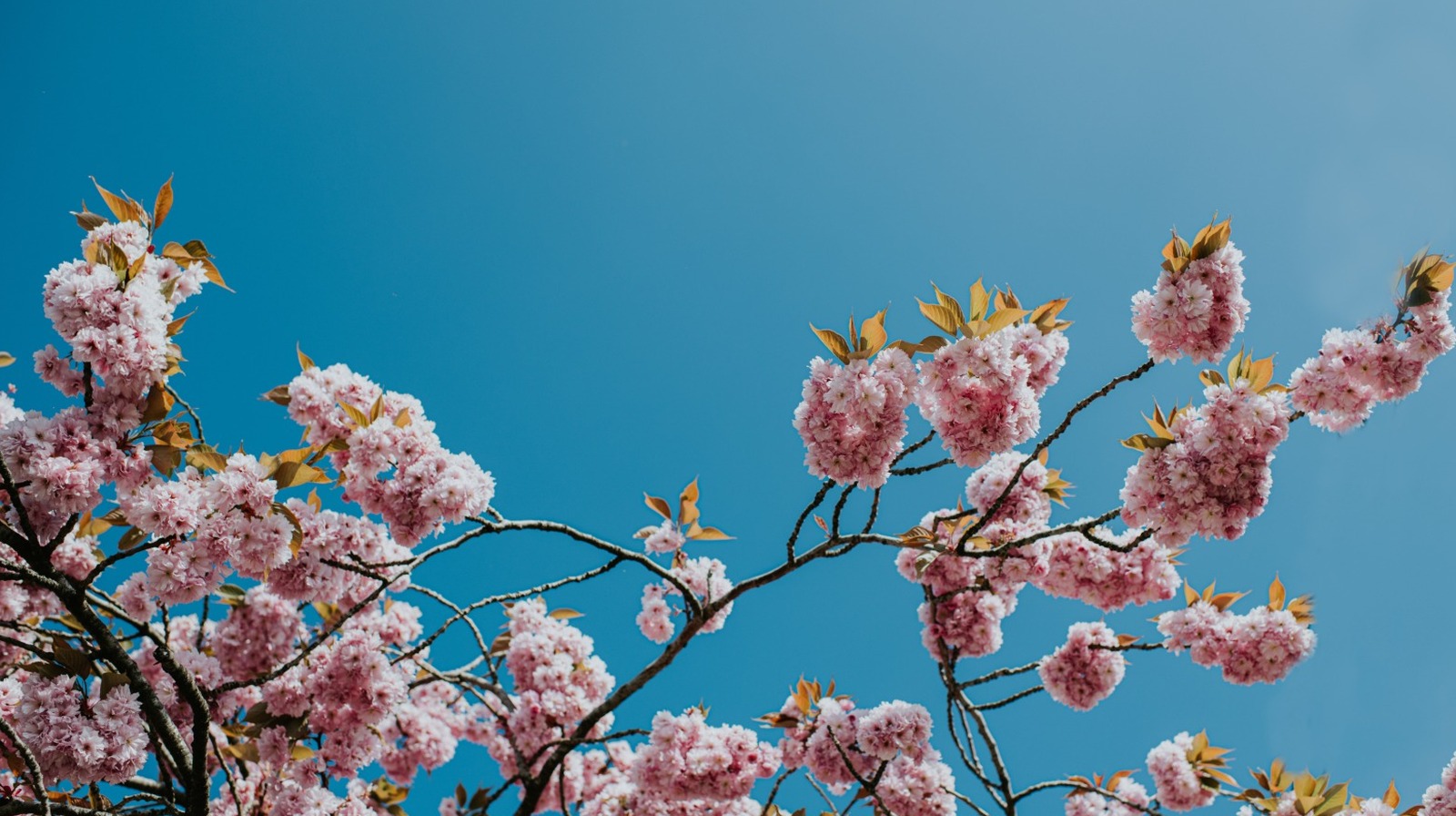 Bir avluya çok ihtiyaç duyulan renk getirebilen 17 güzel çiçekli ağaç