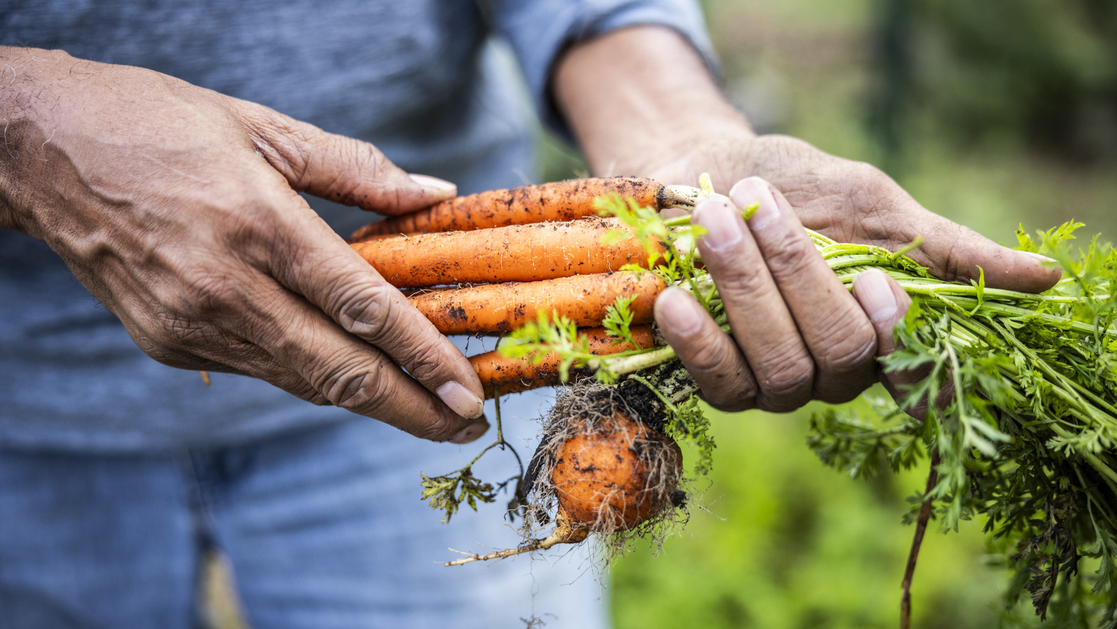 Bahçenizdeki havuçlara kahve telvesi ile ciddi bir destek verin