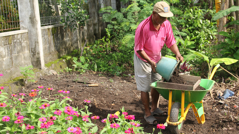 Bir adam pembe Zinnia çiçek açması için gübreyi el arabasına eleyen bir adam.