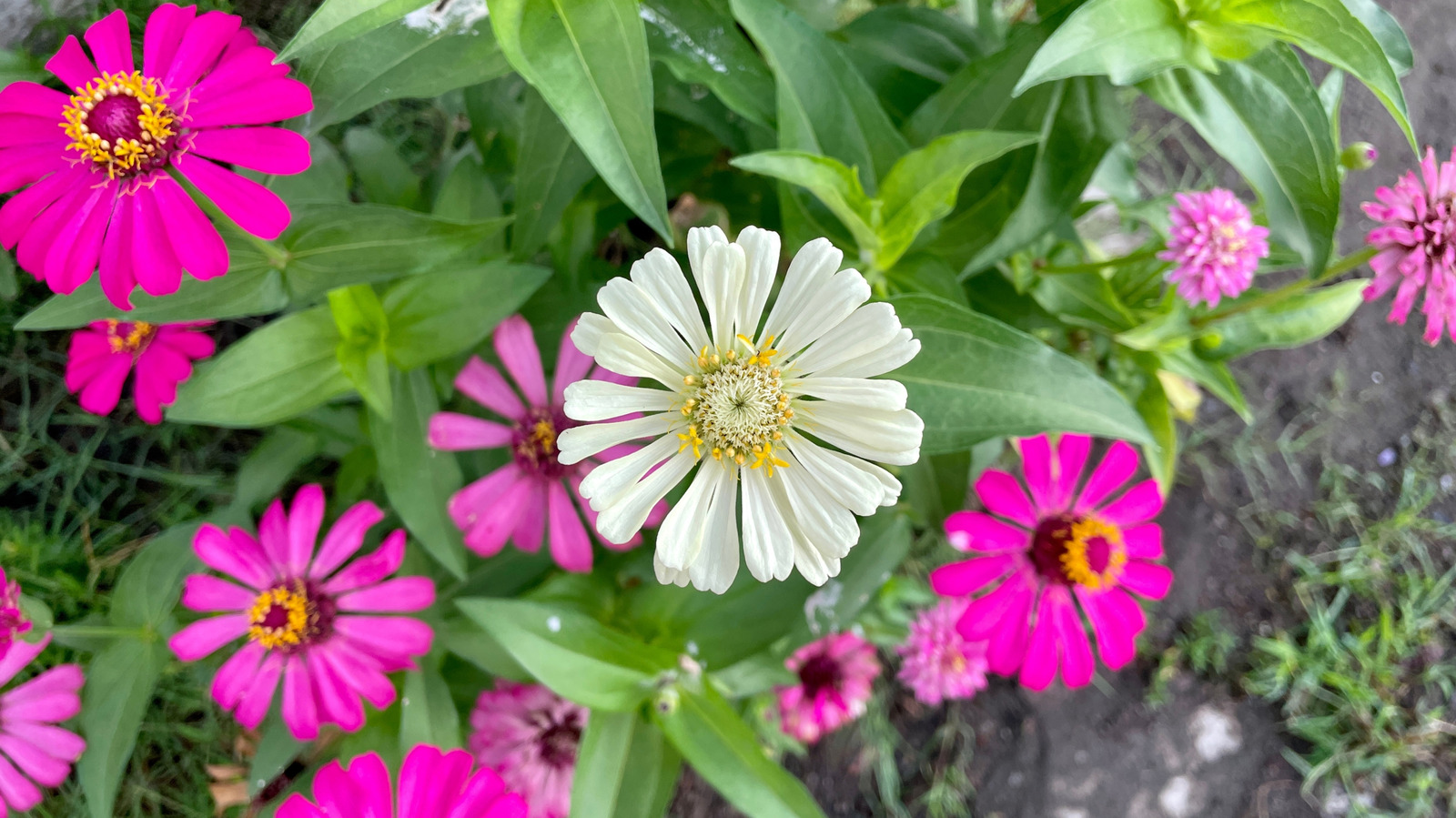 Zinnias'larınızın çiçek açmasına ve tüm sezon boyunca basit bir bahçe ipucuyla gelişmesine yardımcı olun