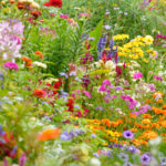 Bahçenizi zahmetsizce renkle dolduran 17 kendi kendini tohumlayan çiçek
