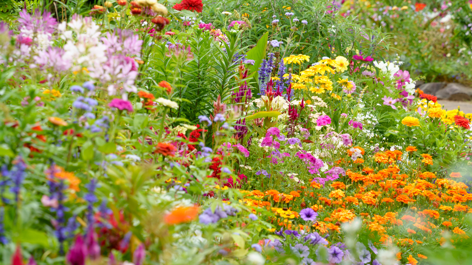 Bahçenizi zahmetsizce renkle dolduran 17 kendi kendini tohumlayan çiçek