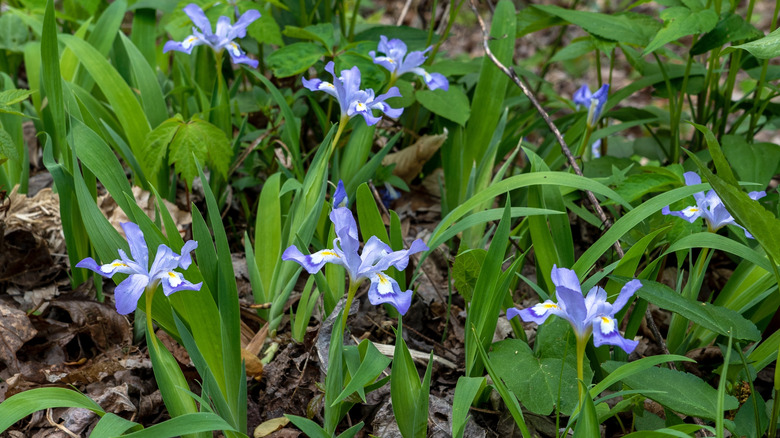 Güzel Mor Blooms ile Zemin Kapağı bitkisi olarak büyüyen güzel iris cristata