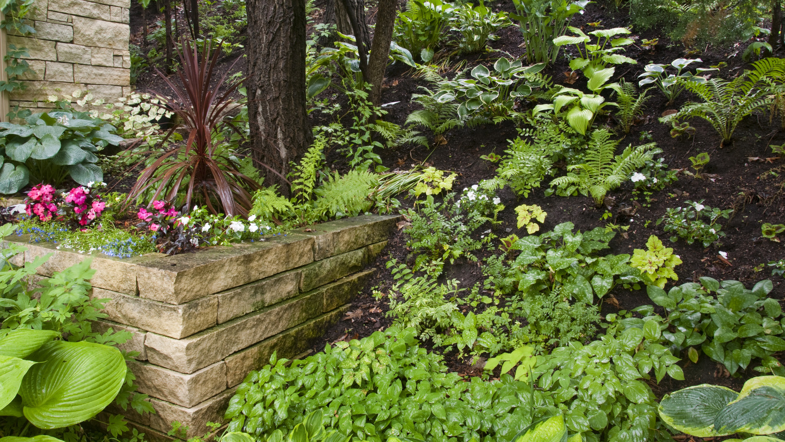 Bahçenizi, sinek kuşlarının sevdiği, büyümesi kolay bir zemin örtüsü ile dönüştürün