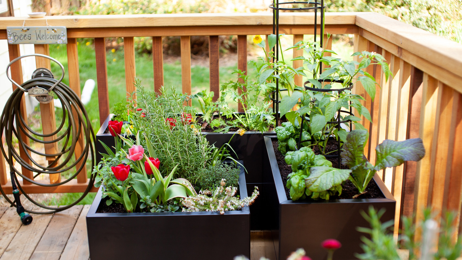 Bitkileri sağlıklı tutan akıllı konteyner bahçe ipucu