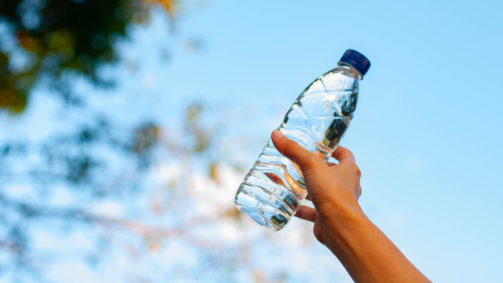 Bu ilginç su şişesi ahtapot, verandanızdan sinekleri tutacak mı?