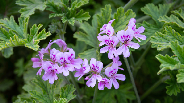 Gül sardunyasının güzel çiçeklerini gösteren closeup