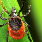 Uzun çiçek açan çiçek insanları keneleri itmek için dikiyorlar (ve eğer gerçekten çalışıyorsa)