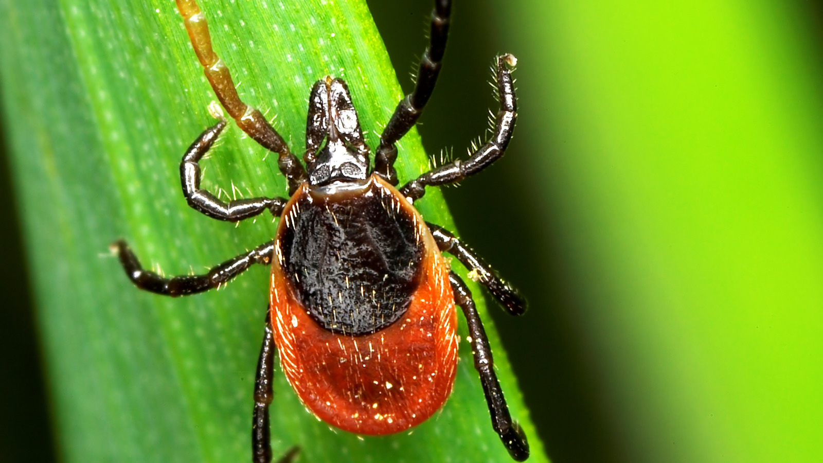 Uzun çiçek açan çiçek insanları keneleri itmek için dikiyorlar (ve eğer gerçekten çalışıyorsa)