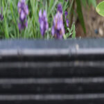 Lavanta ve fesleğen neden kötü bir bahçe çifti yapar