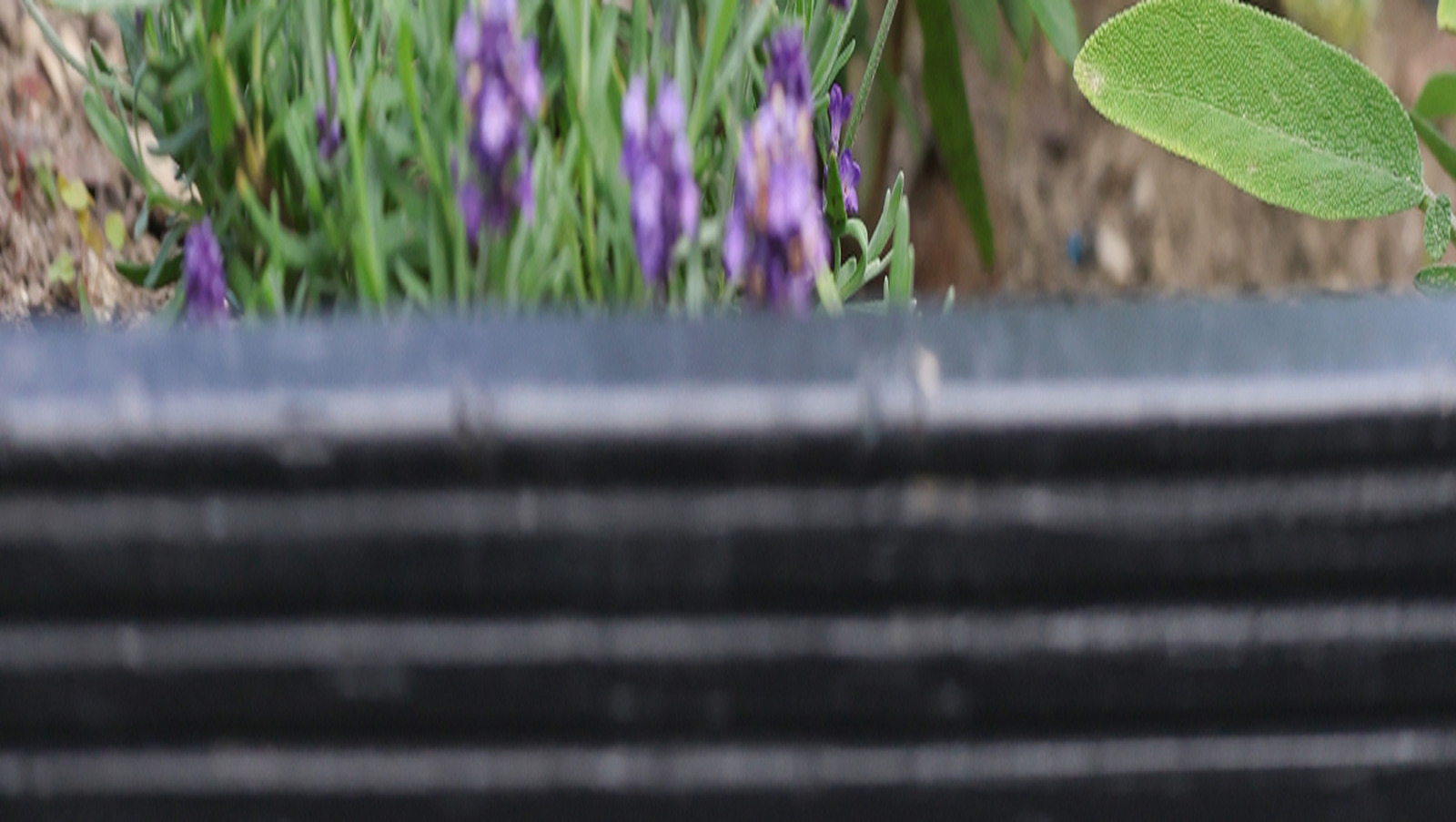 Lavanta ve fesleğen neden kötü bir bahçe çifti yapar