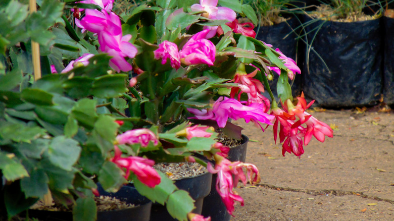 Heathy saksı Noel kaktüsleri beton bir verandada çiçek açar.