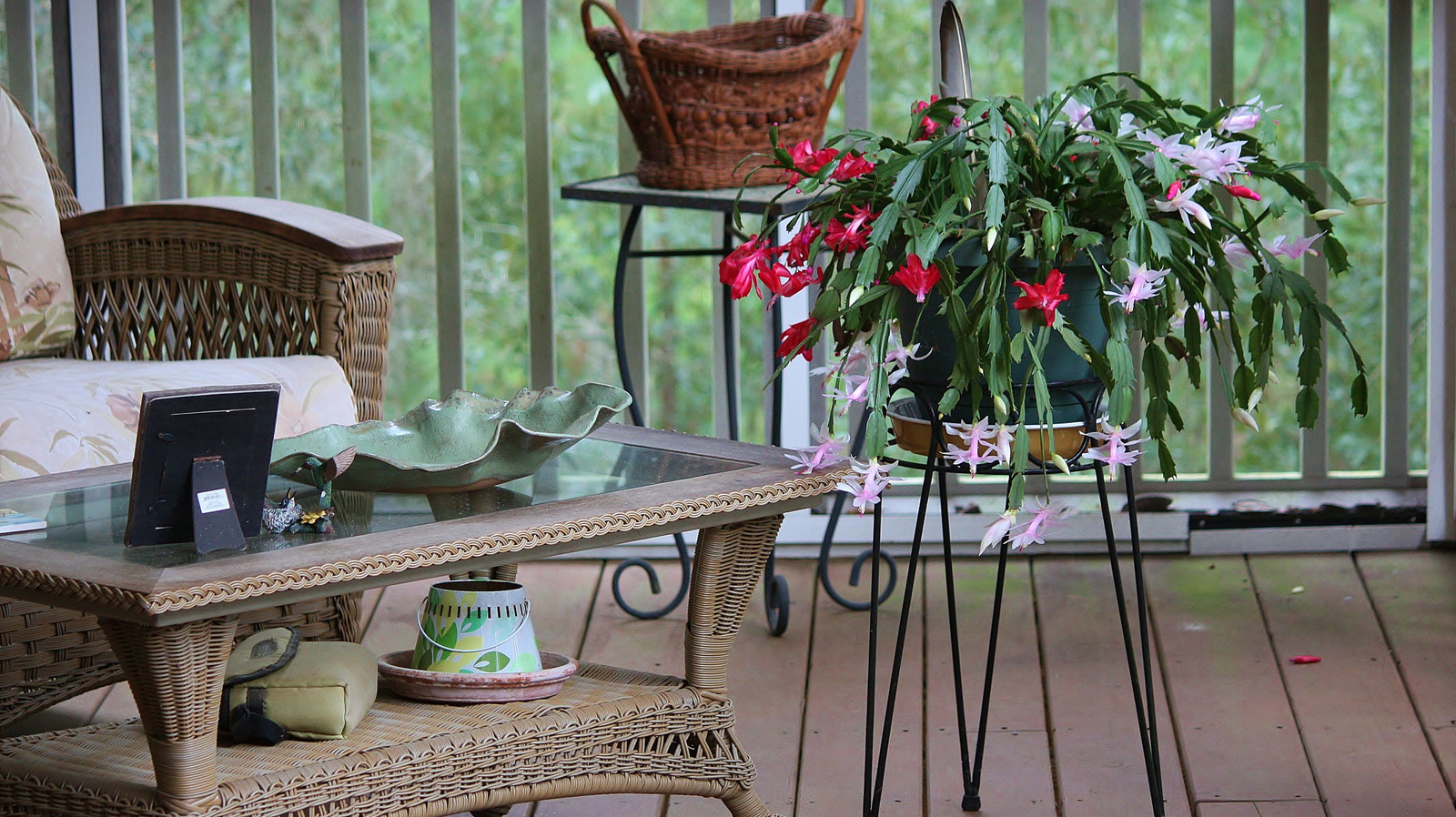 Açık havada bir Noel kaktüsünü taşırken herkesin yaptığı hatalar