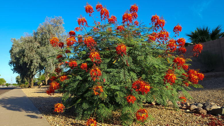 Kırmızı kuşun cennet kuşu, birçok çiçeğin ağırlığı altında bükülür.