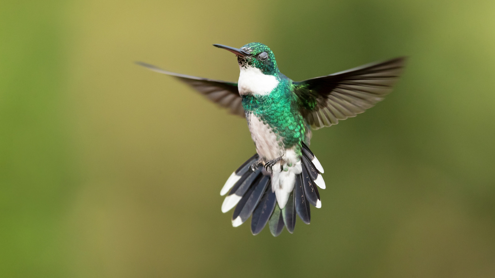 Bahçenize sinek kuşlarını getirmek için büyümeniz gereken zarif kırmızı çiçekli bitki