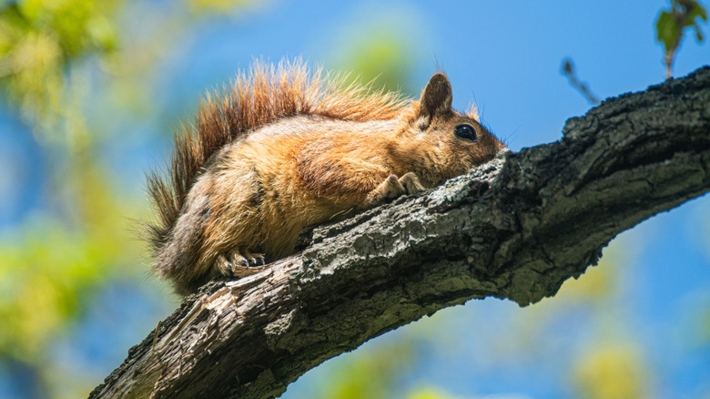 Tek bir sincap bir ağaç dalı boyunca sürünüyor