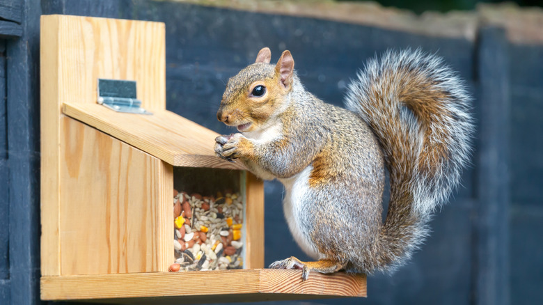 Bir sincap oturur ve birinin çitine yerleştirilmiş ahşap bir besleyiciden yemek yer.