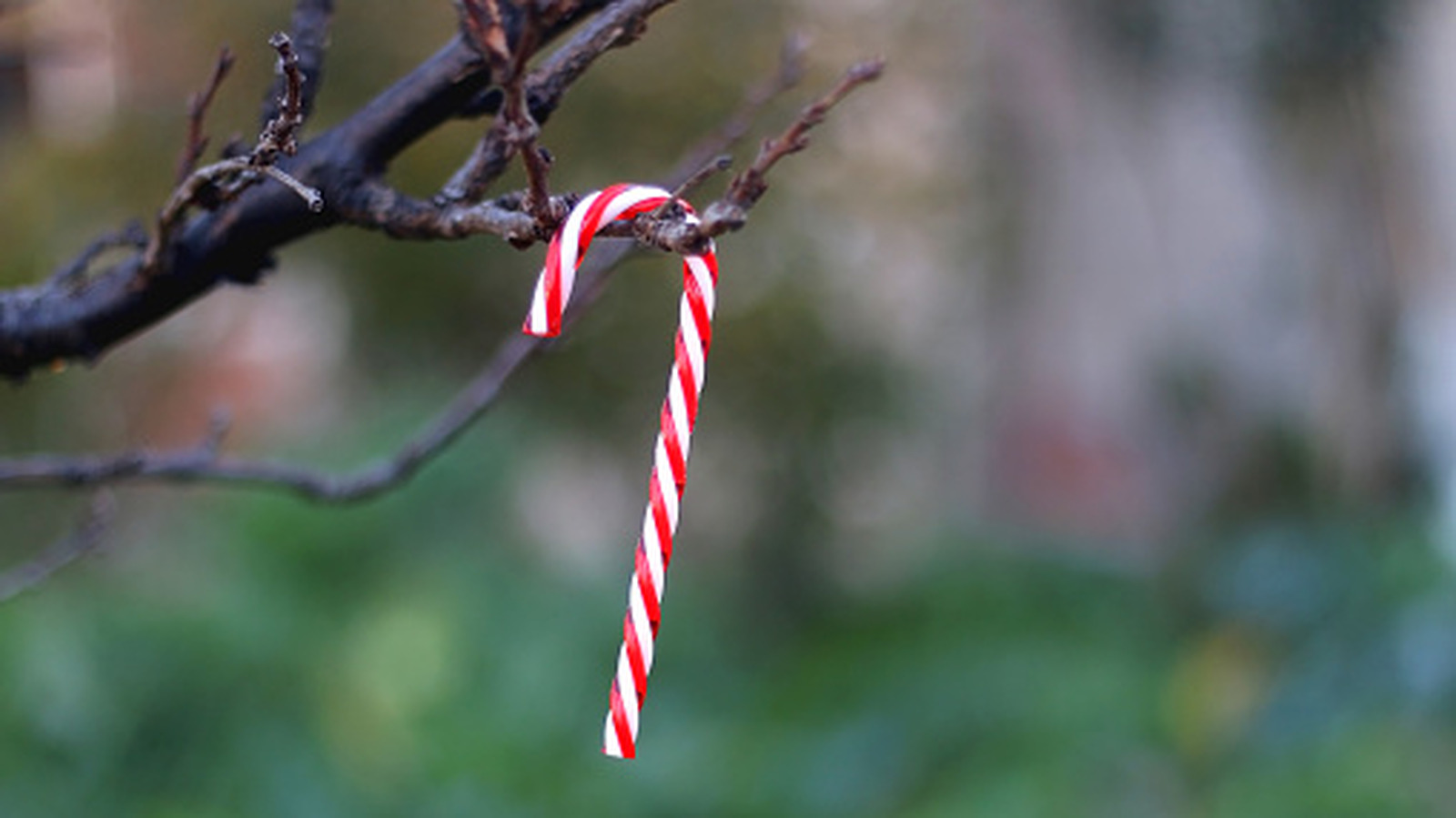 Neden bazı insanlar sincapları önlemek için şeker köpeklerine yemin ediyor (ve gerçekten işe yarayıp yaramadığını)