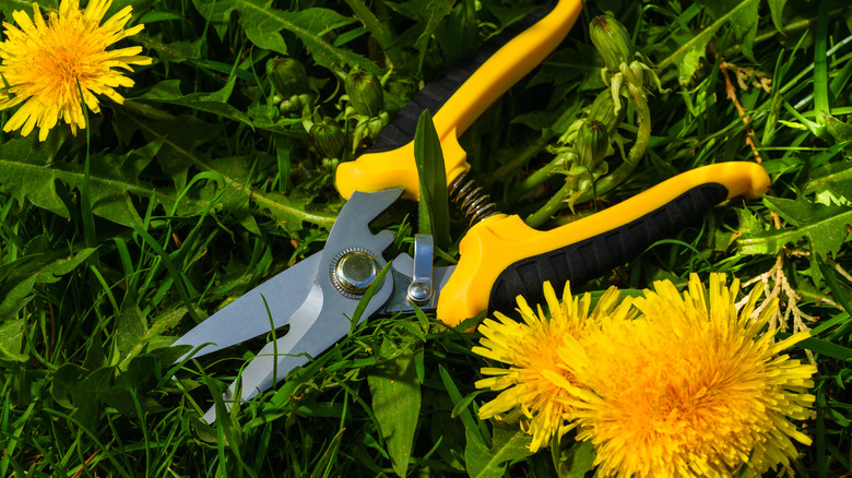 Karahindiba arasında yatan bahçe makası.