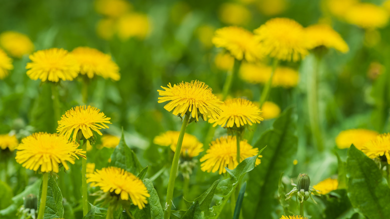 Yaklaşık bir fotoğrafta sarı karahindiba alanı.