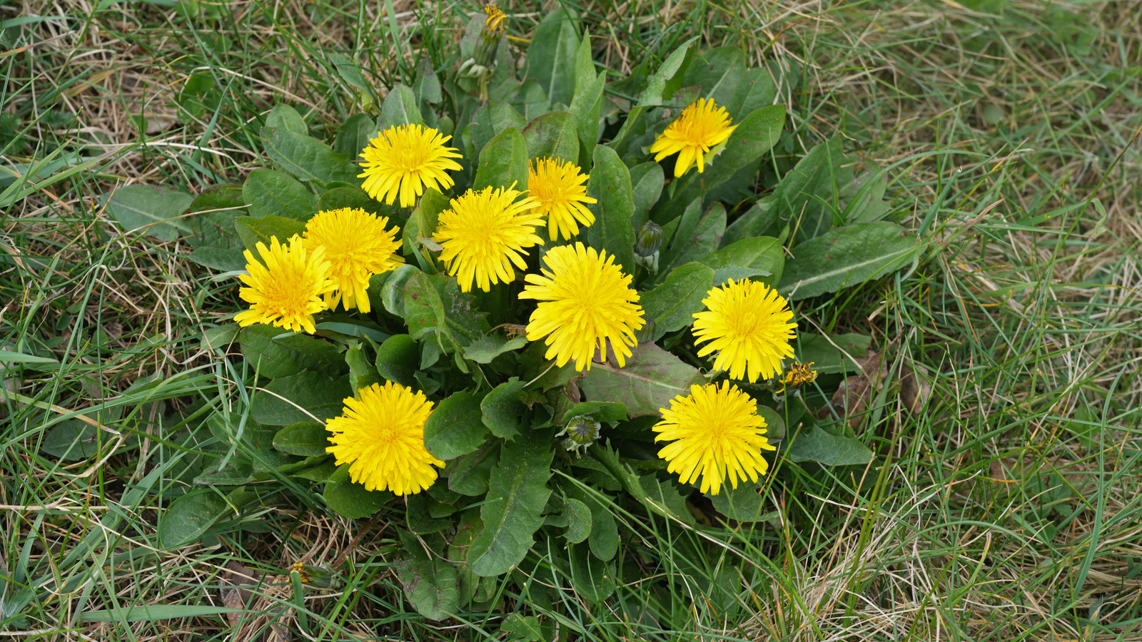 Tozlayıcılar için kontrollü karahindiba yaması nasıl oluşturulur