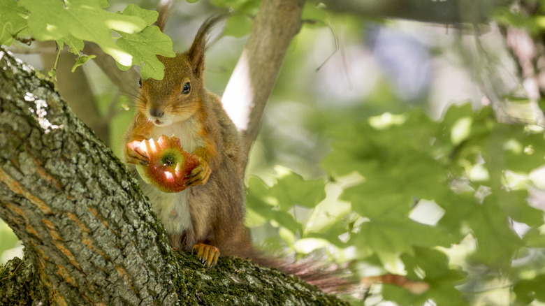 Meyve ağacında sincap elma