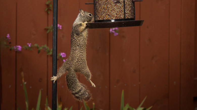 Kuş besleyicisine asılan sincap