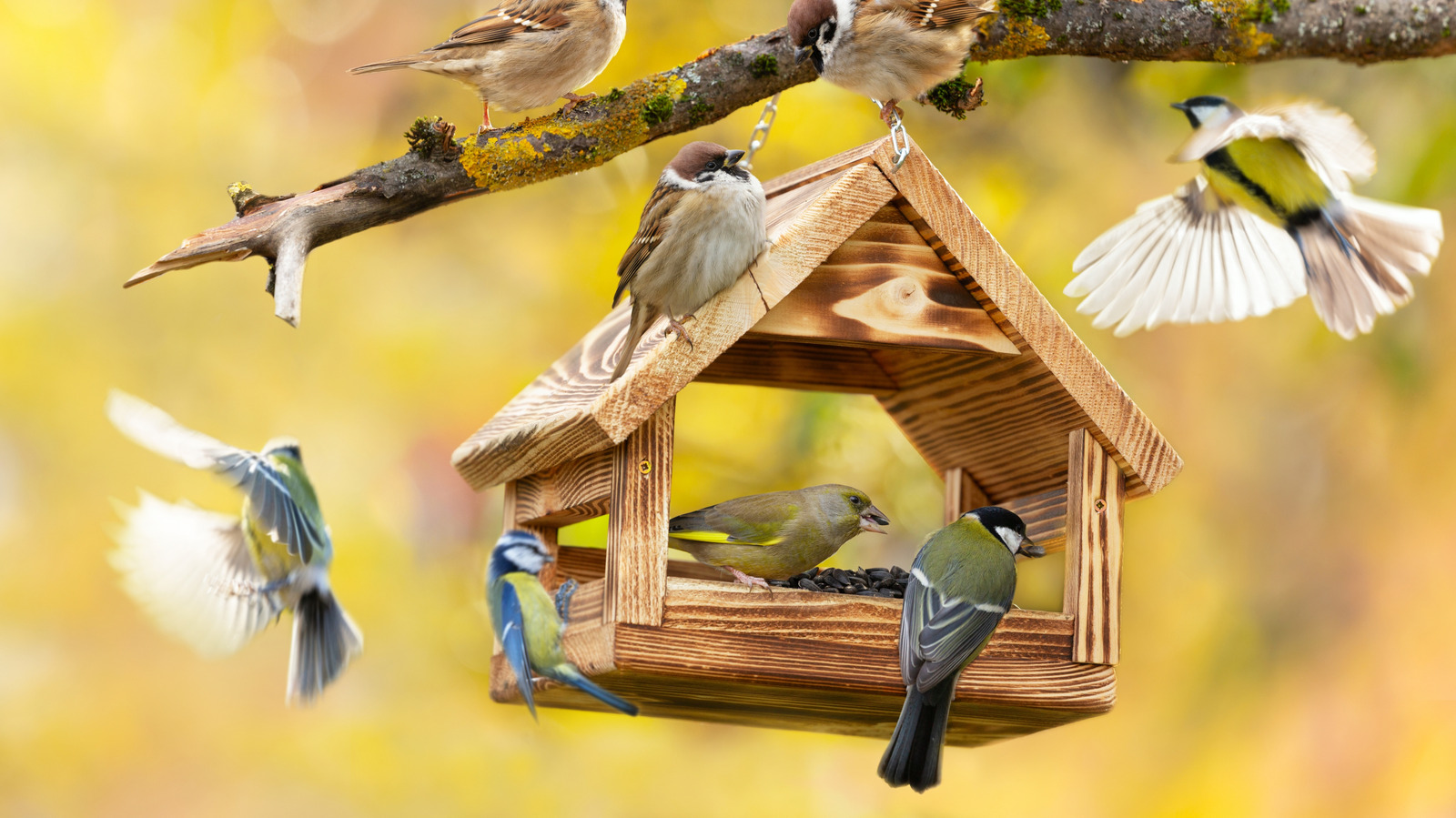 Bahçenizdeki bu ağaçların yanında bir kuş besleyiciniz varsa, en kısa zamanda taşımalısınız