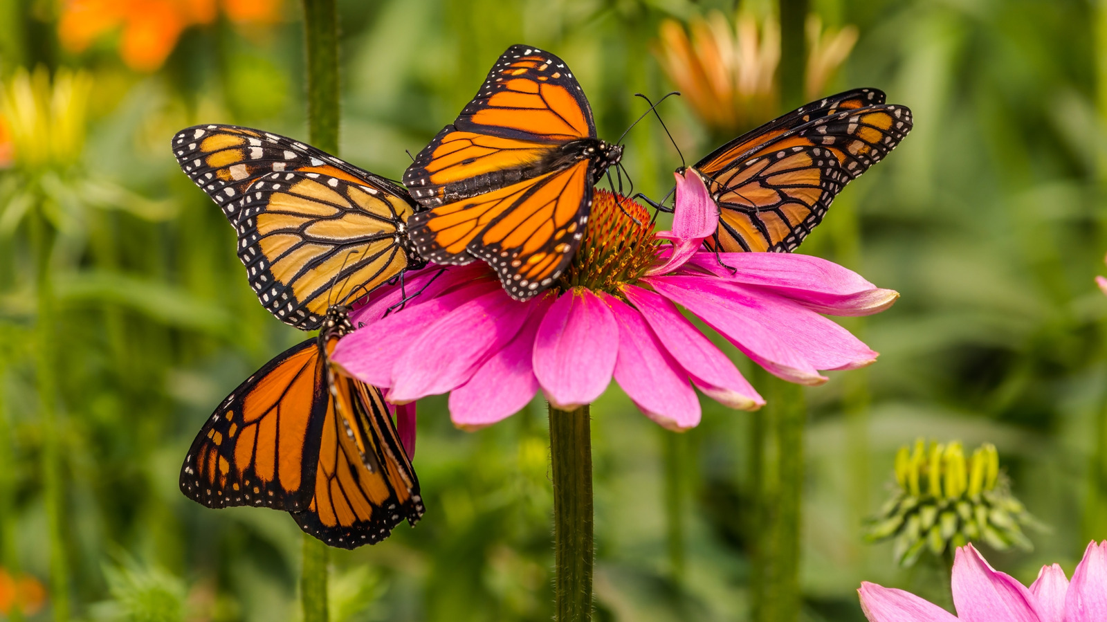 Bu basit meyve hilesi, güzel kelebeklerle dolu bir bahçenin anahtarı olabilir