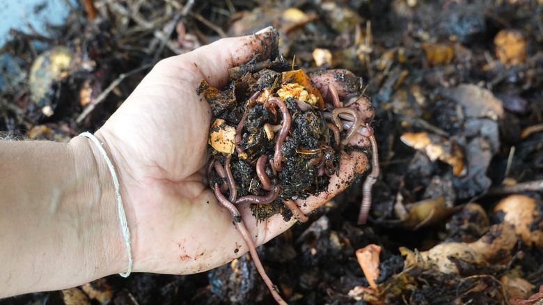Boyunca sağlıklı kırmızı wigglers ile büyük bir avuç kompost tutan biri.