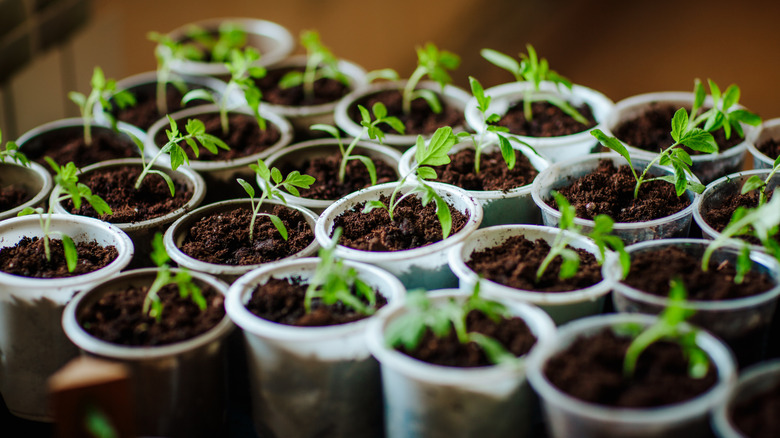 tohum tencerelerinde çimlenmiş fideler