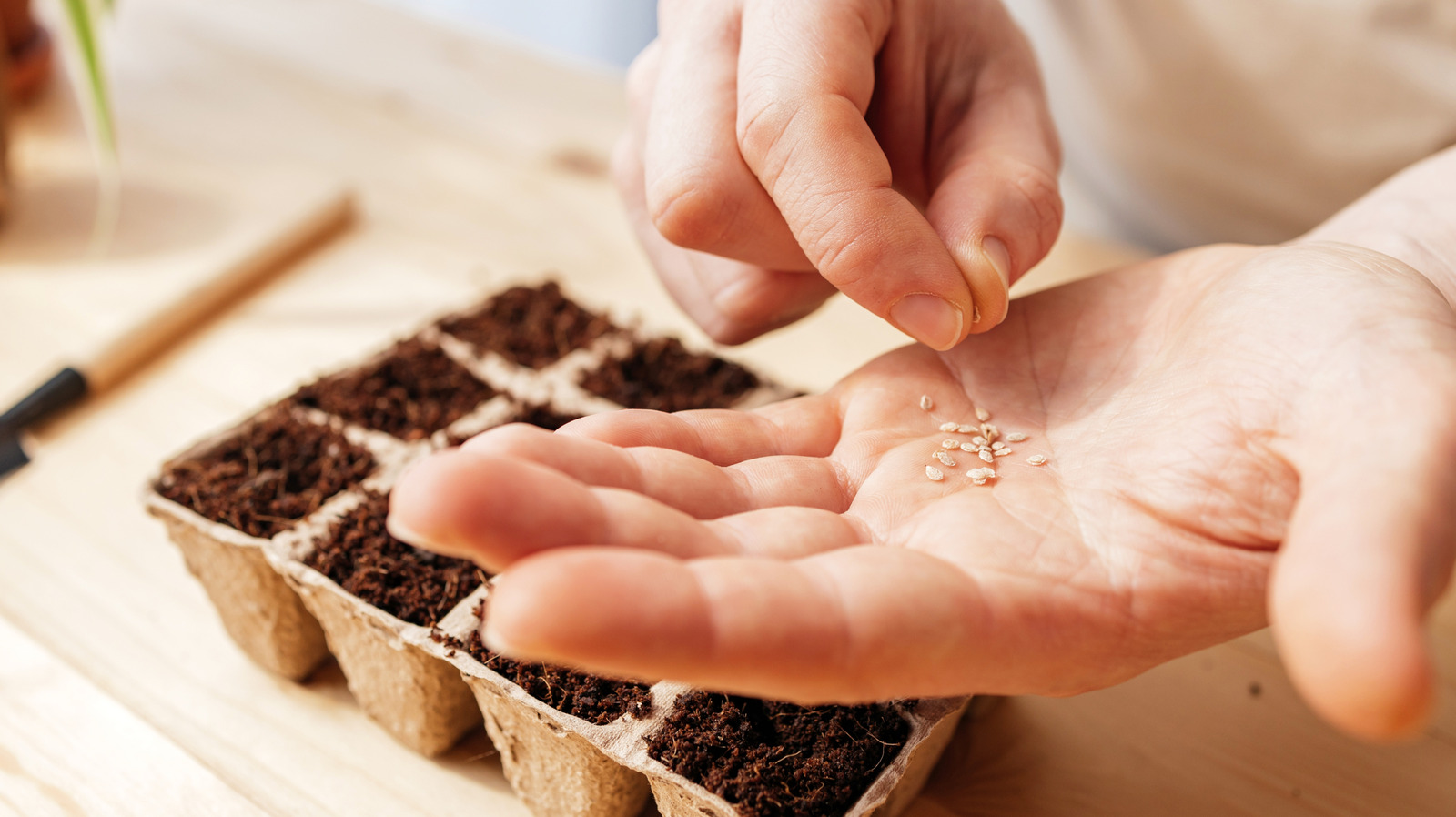 Bitkilerin çimlenmesinin sırrı mutfağınızda saklanıyor