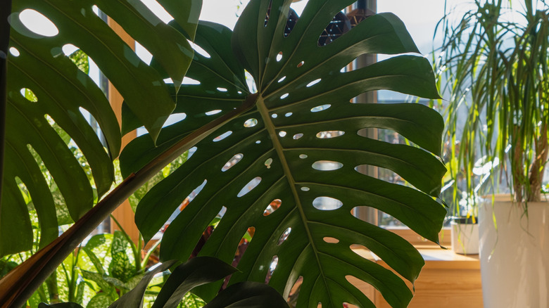 Monstera Deliciosa Yaprağı Yakın