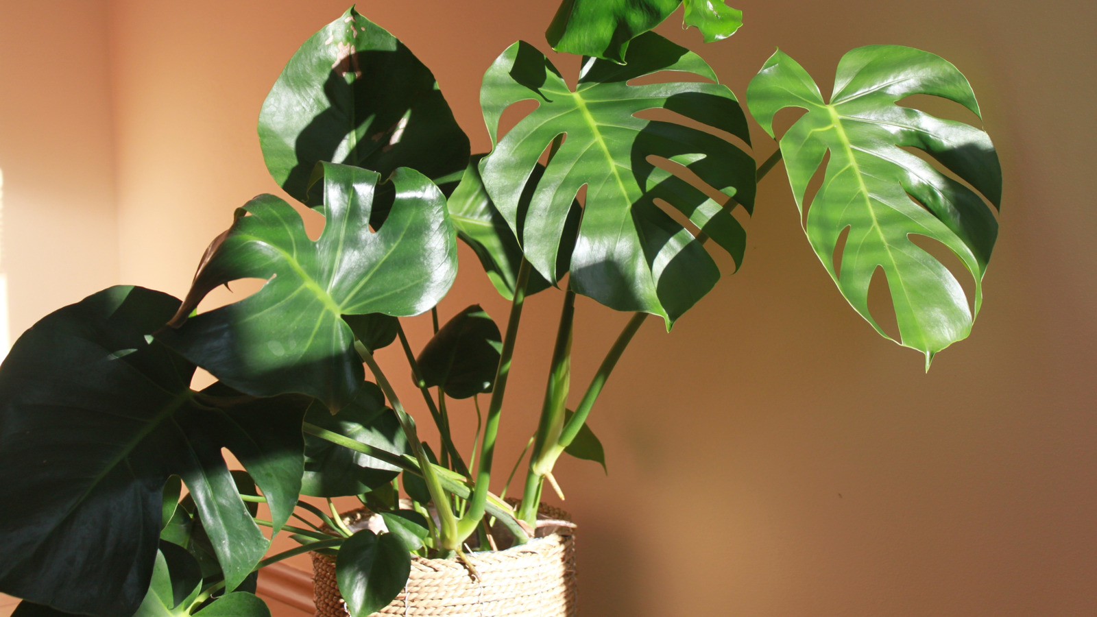 Monstera yapraklarınızın neden bölünmeleri yok