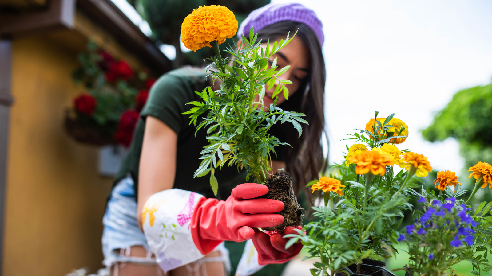 Yaz sıcağını alabilecek 16 yaz çiçek açan çiçek