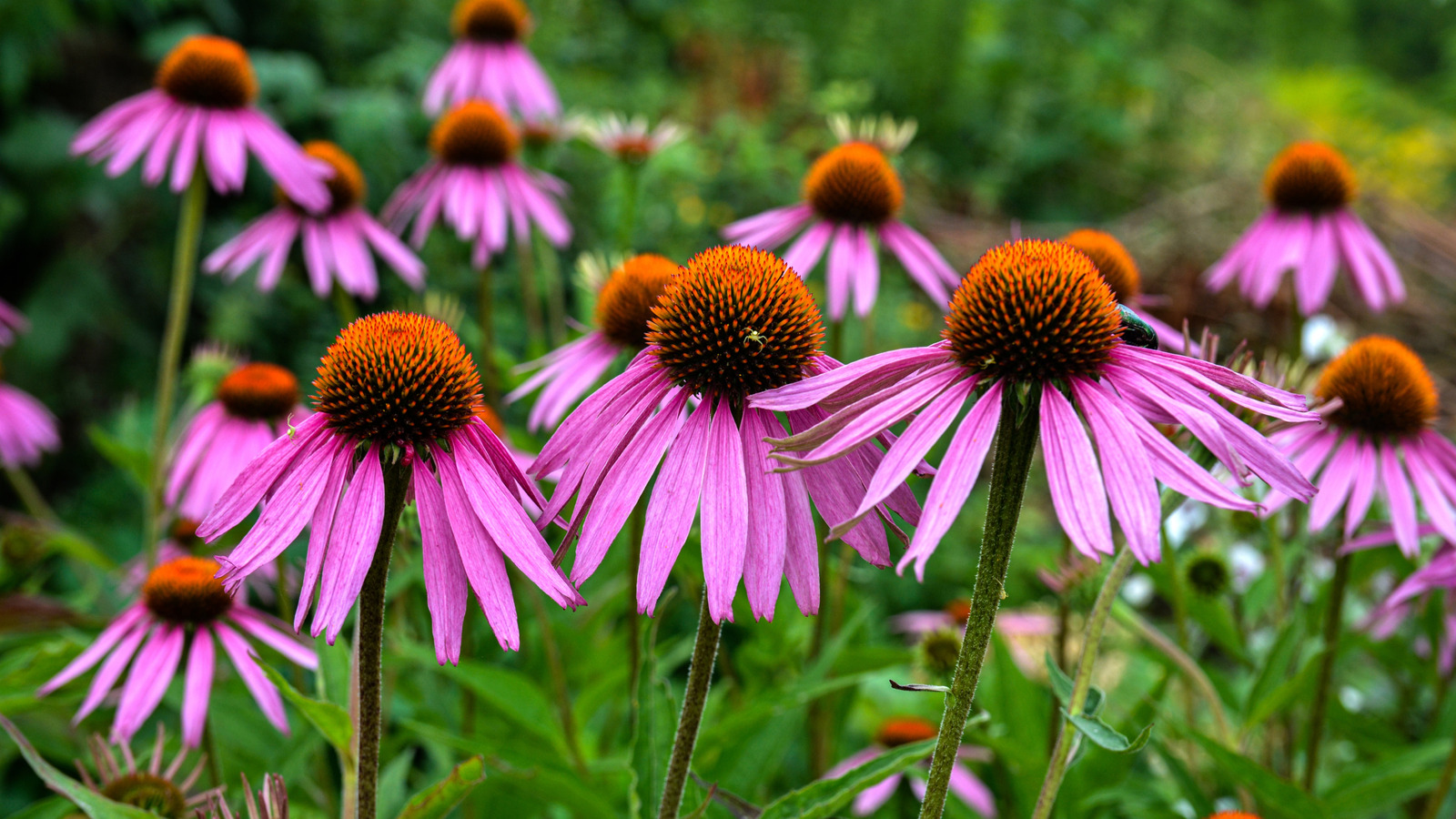 Her yıl daha fazla koniklik yetiştirmek için bütçe dostu hile